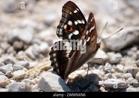 Schmetterling auf dem Boden Stockfoto