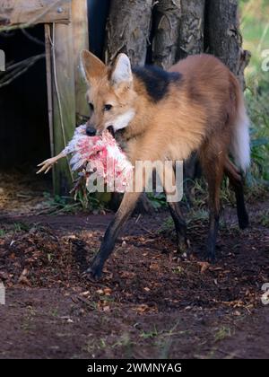 Ein Mähnenwolf, der sein Essen im Paignton Zoo in Devon trägt. Stockfoto