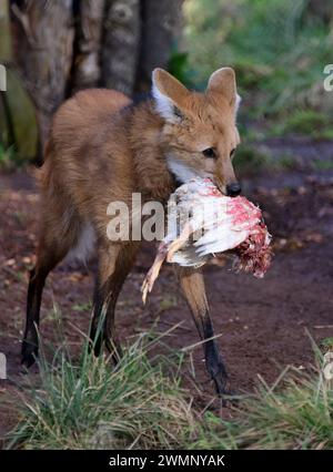 Ein Mähnenwolf, der sein Essen im Paignton Zoo in Devon trägt. Stockfoto