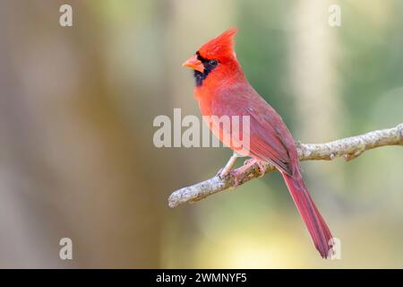 Nördlicher Kardinal (Cardinalis cardinalis), männlich auf einem Zweig, Paynes Prairie Preserve State Park, Florida, USA. Stockfoto