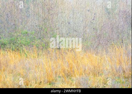 Abstraktes Bild farbenfrohe Präriegasen und Zweige, Paynes Prairie Preserve State Park, Florida, USA. Stockfoto