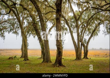 Mit spanischem Moos bedeckte Bäume im Paynes Prairie Preserve State Park, Florida, USA. Stockfoto