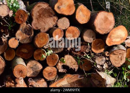 Ein Haufen von Protokollen. Stockfoto