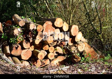 Ein Haufen von Protokollen. Stockfoto