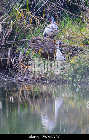 Moschusente (Cairina moschata) Rinderreiher (Bubulcus ibis) im Schilf eines Flusses Stockfoto