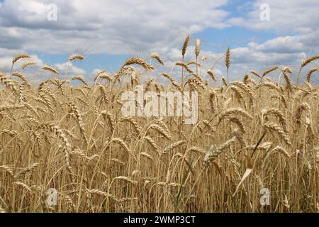 Weizenfeld im Sommer Stockfoto