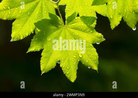 Wein-Ahorn (Acer Circinatum) Blätter entlang Parrish Lake Trail, Willamette National Forest, Oregon Stockfoto