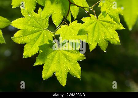 Wein-Ahorn (Acer Circinatum) Blätter entlang Parrish Lake Trail, Willamette National Forest, Oregon Stockfoto