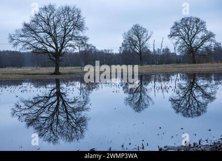 Garlitz, Deutschland. Februar 2024. Bäume spiegeln sich im Wasser auf einem teilweise überfluteten Feld. Viele Landwirte in Norddeutschland blicken mit zunehmender Sorge auf ihre zum Teil überfluteten oder zumindest nassen Wiesen. In weiten Teilen Niedersachsens, Mecklenburg-Vorpommerns und Schleswig-Holsteins sind Landwirte derzeit nicht in der Lage, schwere Maschinen auf den überfluteten Böden einzusetzen. Quelle: Jens Büttner/dpa/Alamy Live News Stockfoto