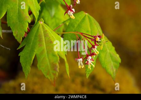 Weinstock Ahorn (Acer circinatum) entlang der Clear Lake Trail, McKenzie Pass-Santiam Pass National Scenic Byway, Willamette National Forest, Oregon Stockfoto