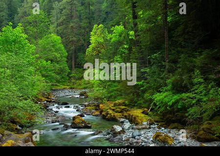 Quartzville Creek Wild and Scenic River, Quartzville Creek National Back Country Byway, Willamette National Forest, Oregon Stockfoto