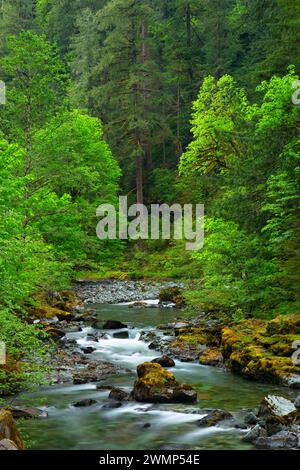 Quartzville Creek Wild and Scenic River, Quartzville Creek National Back Country Byway, Willamette National Forest, Oregon Stockfoto