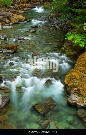 Quartzville Creek Wild and Scenic River, Quartzville Creek National Back Country Byway, Willamette National Forest, Oregon Stockfoto