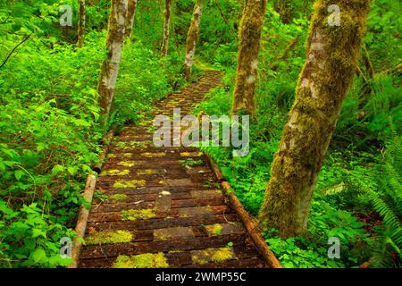 Promenade im Yellowbottom Recreation Area, Quartzville Creek Wild and Scenic River, Quartzville Creek National Back Country Byway, Oregon Stockfoto