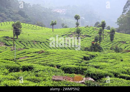 Teeplantagen auf dem Anwesen Pullivasal in der Nähe von Munnar, Kerala, Indien Stockfoto