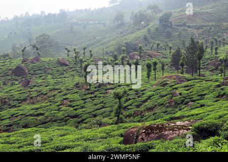 Teeplantagen auf dem Anwesen Pullivasal in der Nähe von Munnar, Kerala, Indien Stockfoto