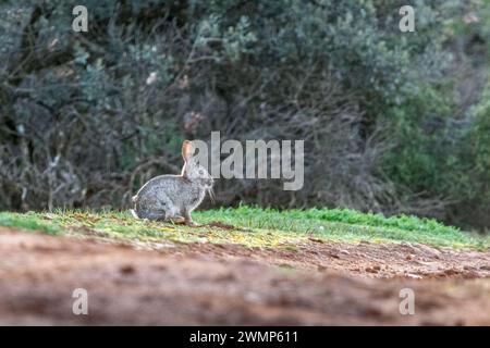 Das Europäische Kaninchen (Oryctolagus cuniculus) im Mittelmeerwald, gefangen in Penalajo, Provinz Ciudad Real, Spanien Stockfoto