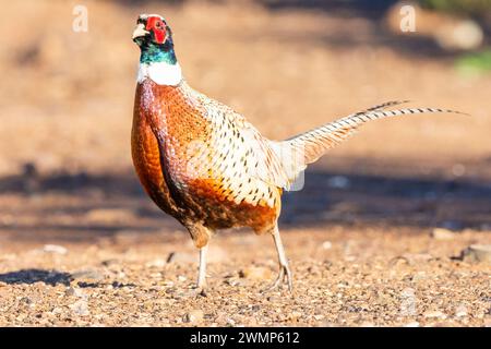 Der Fasan (Phasianus colchicus) aus Penalajo, Provinz Ciudad Real, Spanien Stockfoto