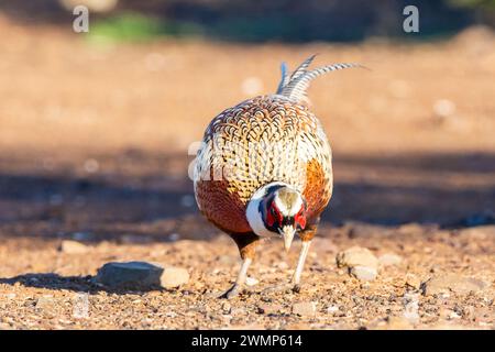 Der Fasan (Phasianus colchicus) aus Penalajo, Provinz Ciudad Real, Spanien Stockfoto