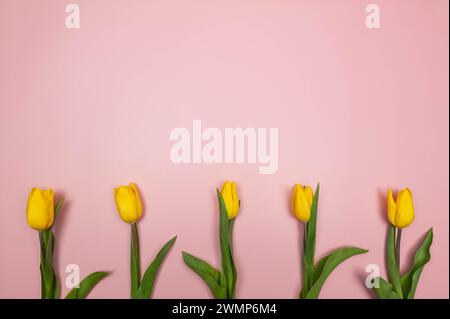 Top view of five yellow tulips on pink background. Creative spring composition. Flowers bouquet flat lay, copy space. Stockfoto