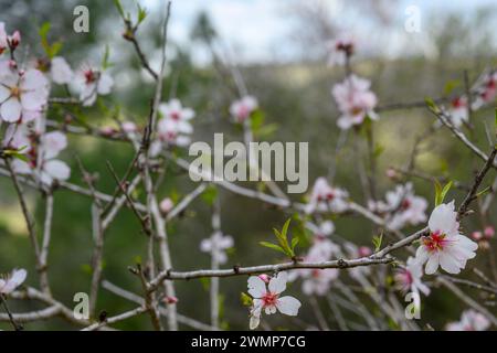 Mandelblüten aus nächster Nähe, fotografiert im Februar in den Jerusalem Hills Stockfoto