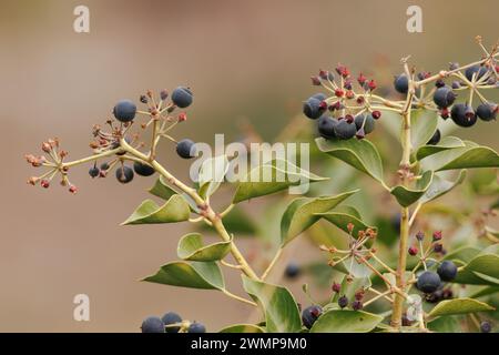 Gifteifeu mit Beeren, Hedera canariensis, Alcoy, Spanien Stockfoto