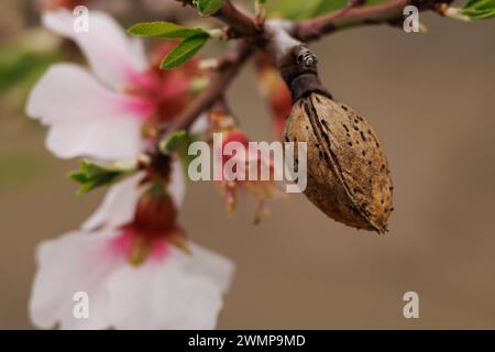 Alte Mandel mit Bokeh von Mandelblüten aus der neuen Wachstumsperiode, Alcoy, Spanien Stockfoto