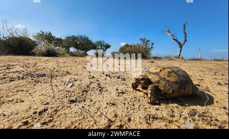 Nahaufnahme einer spurigen Schildkröte oder griechischen Schildkröte (Testudo graeca) auf einem Feld. Fotografiert in Israel im November Stockfoto