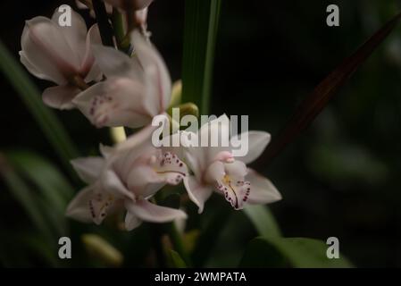 Meist verschwommene weiße Orchideen auf dunklem Hintergrund. Cymbidium Boat Orchid Stockfoto