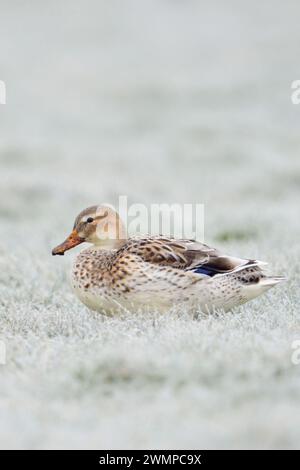 Pale Mallard / Wilde Ente ( Anas platyrhynchos ) ruhend, sitzend auf rauhfrostbewachsenem Grasland, Tierwelt, Europa. Stockfoto