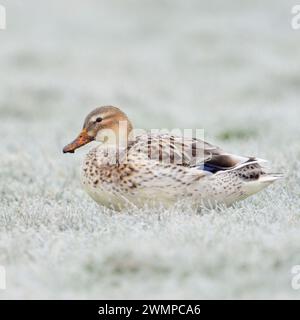 Pale Mallard / Wilde Ente ( Anas platyrhynchos ) ruht auf rauhfrostbewachsenem Grasland, Tierwelt, Europa. Stockfoto