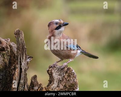 Eurasische Eichelhäher im Winter in Mitte Wales Stockfoto