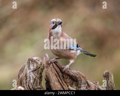 Eurasische Eichelhäher im Winter in Mitte Wales Stockfoto