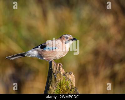 Eurasische Eichelhäher im Winter in Mitte Wales Stockfoto