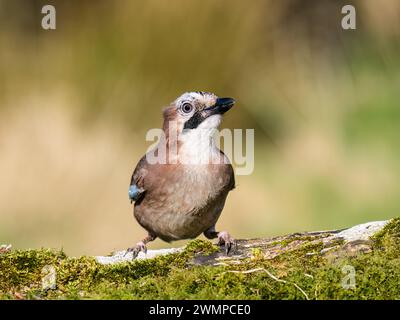 Eurasische Eichelhäher im Winter in Mitte Wales Stockfoto