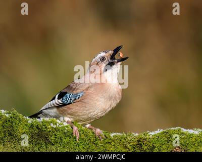 Eurasische Eichelhäher im Winter in Mitte Wales Stockfoto