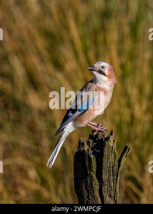 Eurasische Eichelhäher im Winter in Mitte Wales Stockfoto