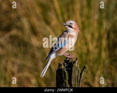 Eurasische Eichelhäher im Winter in Mitte Wales Stockfoto