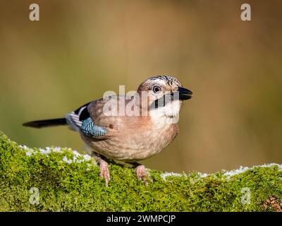 Eurasische Eichelhäher im Winter in Mitte Wales Stockfoto