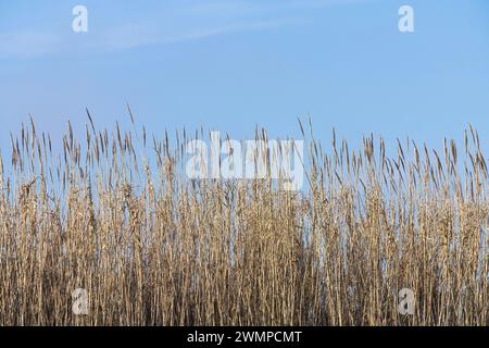 Detail eines Schilfdickes am Meer Stockfoto