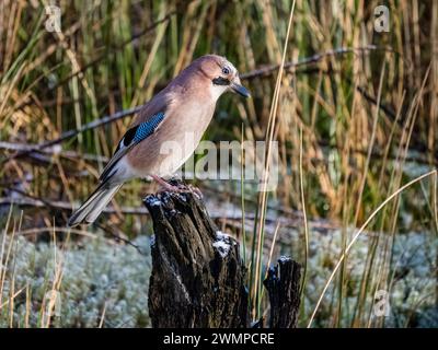 Eurasische Eichelhäher im Winter in Mitte Wales Stockfoto