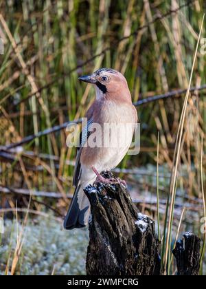 Eurasische Eichelhäher im Winter in Mitte Wales Stockfoto