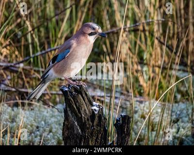 Eurasische Eichelhäher im Winter in Mitte Wales Stockfoto