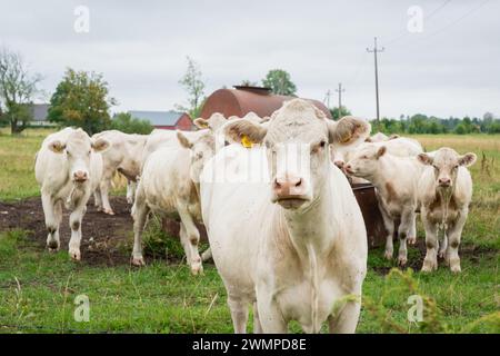 Cremefarbene charolais-Rinder. Nahaufnahme eines neugierigen charolais-Rindes. Stockfoto