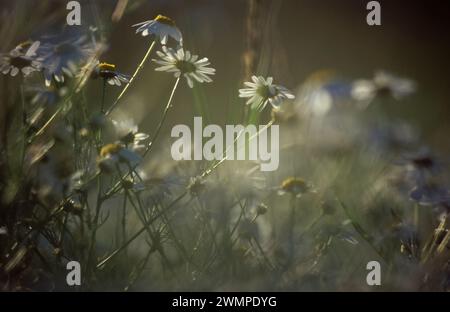 Duftloser Mayweed. Tripleurospermum perforatum Stockfoto