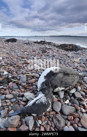 Vogelgrippe Dead guillemot (Uria aagle) an der Küste des Moray Firth, Inverness-shire, Schottland, Oktober 2023 Stockfoto