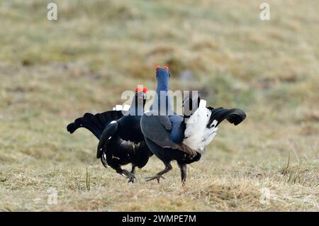 Black Grouse (Tetrao tetrix) zwei männliche Vögel, die am frühen Morgen eine Lauch-Stätte im Frühling ausstellen, Deeside, Cairngorms National Park, Schottland, April 2018 Stockfoto