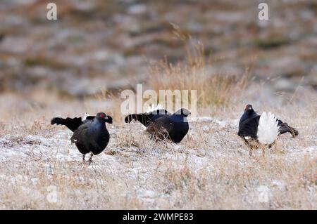 Schwarzhühner (Tetrao tetrix) Männchen, die sich früh am Morgen in lek, aber außerhalb der Brutsaison, im Cairngorms National Park, Schottland, zeigen. Stockfoto