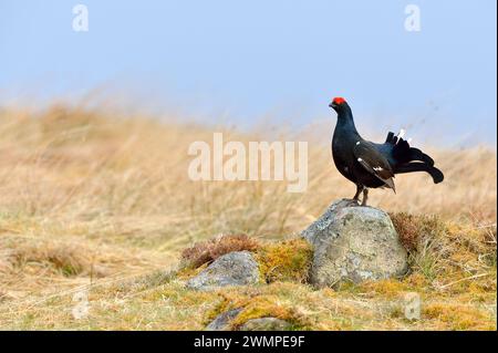 Black Grouse (Tetrao tetrix), männlich bei Lek, Cairngorms National Park, Speyside, Schottland, April 2015 Stockfoto