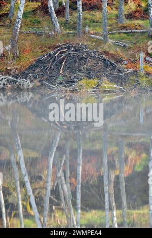 Europäische Biberhütte (Castor Fiber) am Rande des Aigas Loch mit frühmorgendlichem Nebel, Ort der Wiedereinführung der Demonstration, Inverness-Shire. Stockfoto